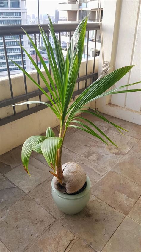 椰子樹 盆栽 九宫格照片